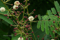 Acacia pennata